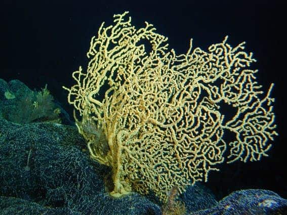 Geradia (gold) coral Photo: NOAA Hawaiian Undersea Research Lab