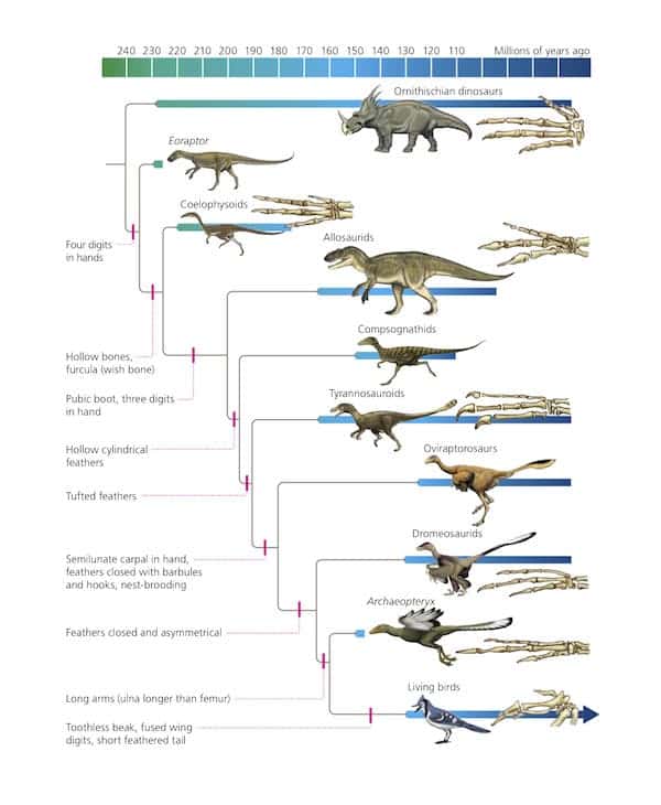 birds and dinosaur evolution