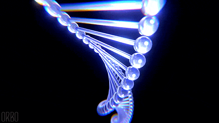 DNA length