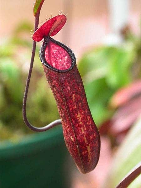 A carnivorous pitcher plant. Image via Wiki Commons.