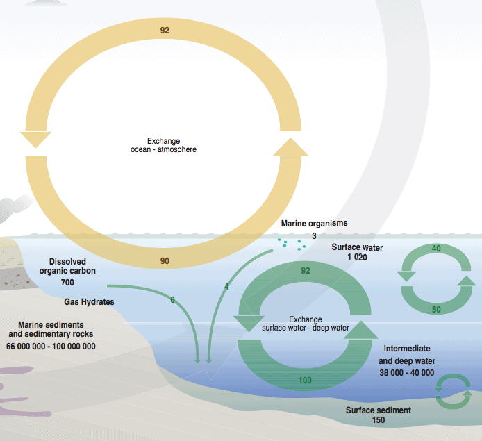 ocean carbon cycle