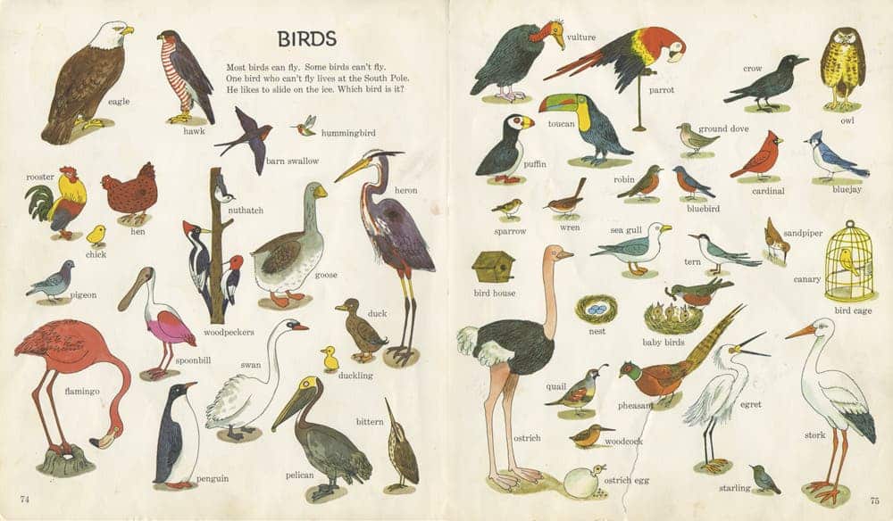 birds and dinosaurs