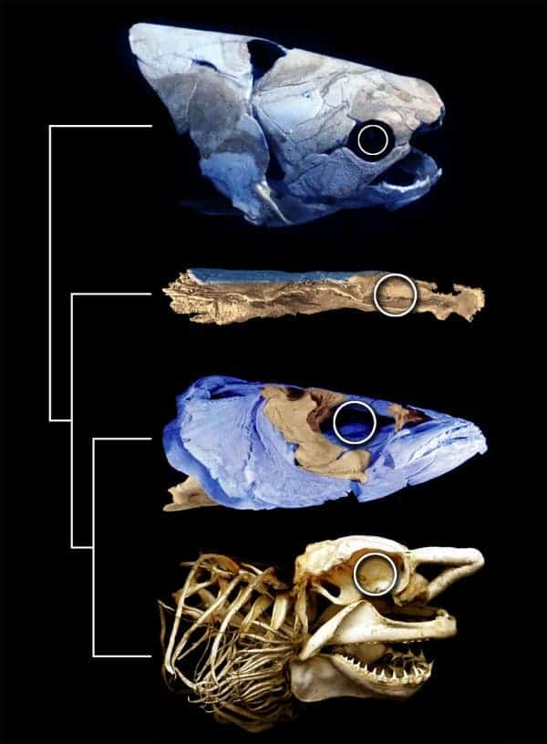 The 415-million-year-old fish Janusiscus provides evidence of a common bony and cartilaginous fish. Credit: SAM GILES, MATT FRIEDMAN, AND MARTIN BRAZEAU
