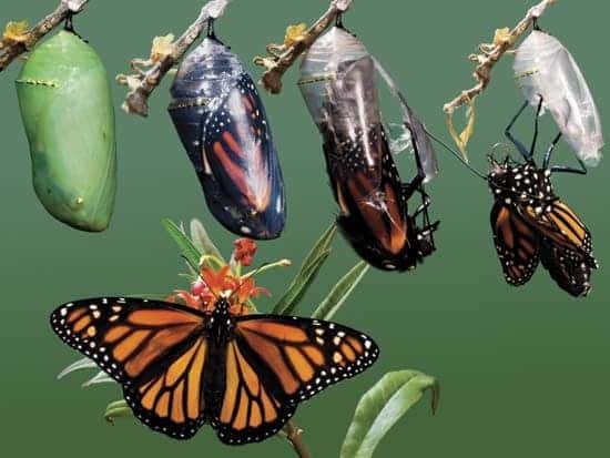 How caterpillars gruesomely transform into butterflies