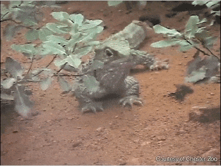 tuatara chewing reptile