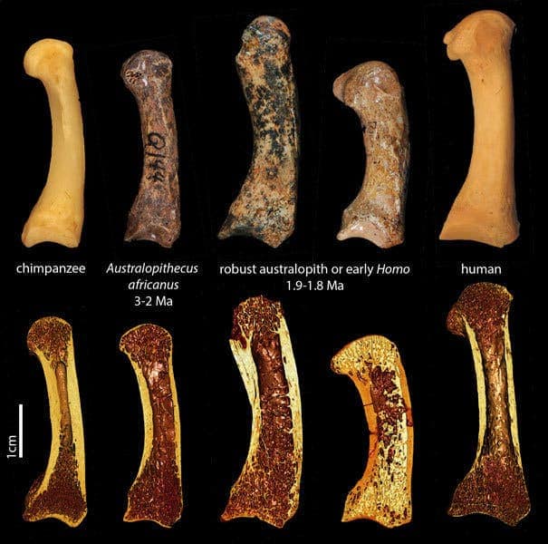 The first metacarpals of a chimp, the fossil australopiths, and a human (top row). The bottom row constists of images from micro-computertomography-scans of the same specimens, showing a cross-section of the trabecular structure inside. © Tracy Kivell