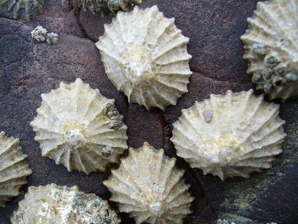 Limpet species Patella vulgata on a rock surface in Wales. Image via Wiki Commons.