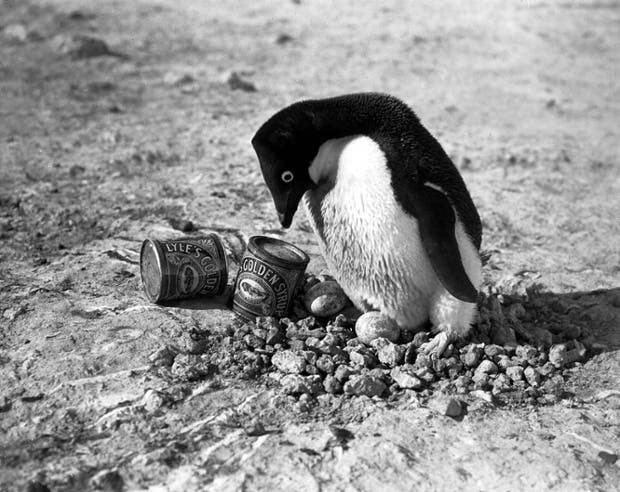 n Adelie penguin photographed by Herbert Ponting on the Terra Nova Expedition to the South Pole. Photograph: Popperfoto/Popperfoto/Getty Images