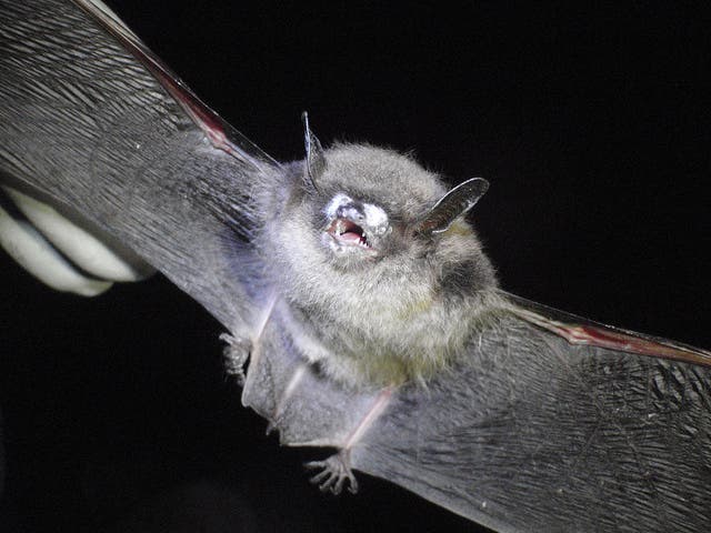 Bat suffereing from white nose syndrome.