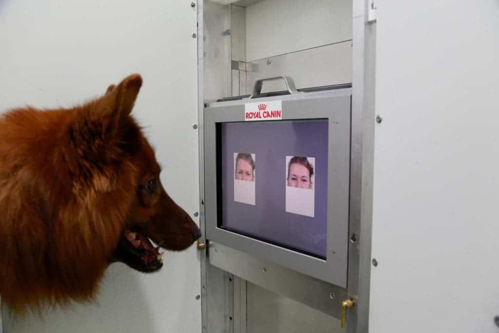 The experimental setup used for testing the dogs' ability to distinguish between emotions. CREDIT: ANJULI BARBER, MESSERLI RESEARCH INSTITUTE