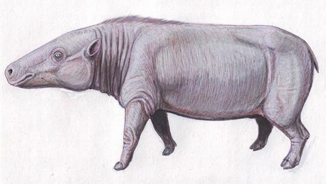 Illustration of what's believed to be  a common ancestor to hippos. (Image: Dmitry Bogdanov/Wikimedia Commons). The animal was a bit larger than a sheep.