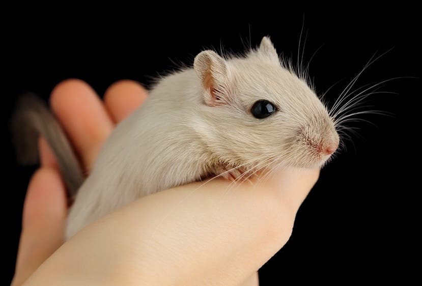 Gerbils may be responsible for bringing the Black Plague to Europe. Image via Pet Info Club.