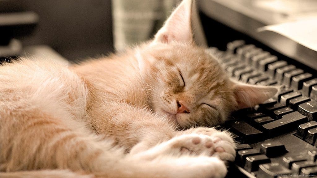 Napping is good for you, cats do it all the time and look how happy they are! Image via The Kenyon Thrill.