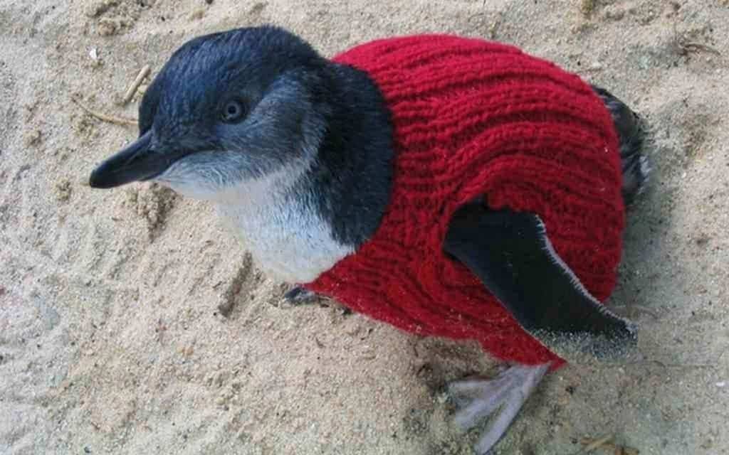 An oily penguin gets around in his sweater.
IMAGE: AP IMAGES/ASSOCIATED PRESS