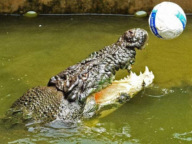 Crocodiles just wanna have fun. Image via Utah People Post.