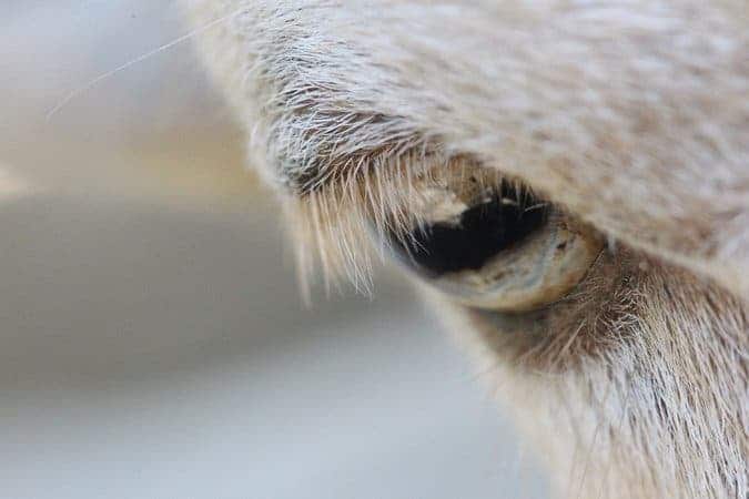 Sheep eyelash. Image credits: Guillermo J. Amador