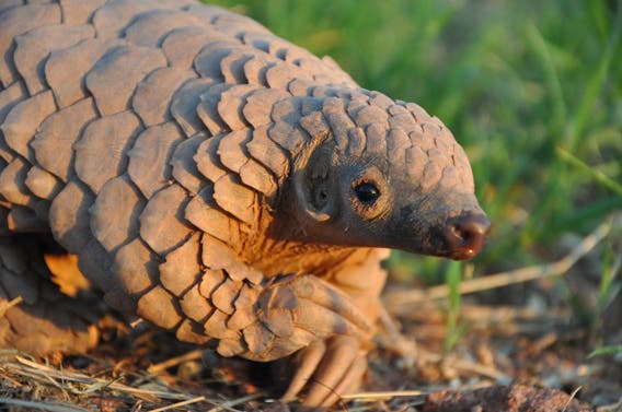 The Cape pangolin, pictured here, could become increasingly imperiled if trade moves from Asia to Africa. Photo by: Maria Diekmann/Rare and Endangered Species Trust.  