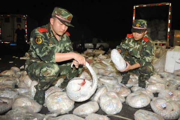 Authorities confiscate nearly 1,000 dead pangolins. Photo from news.163.com. 