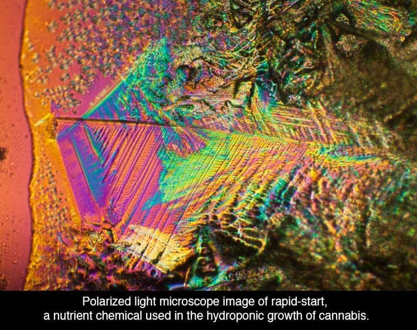 cannabis under the microscope
