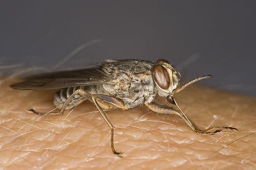 The tsetse fly. Image via Ethiopian Opinion.