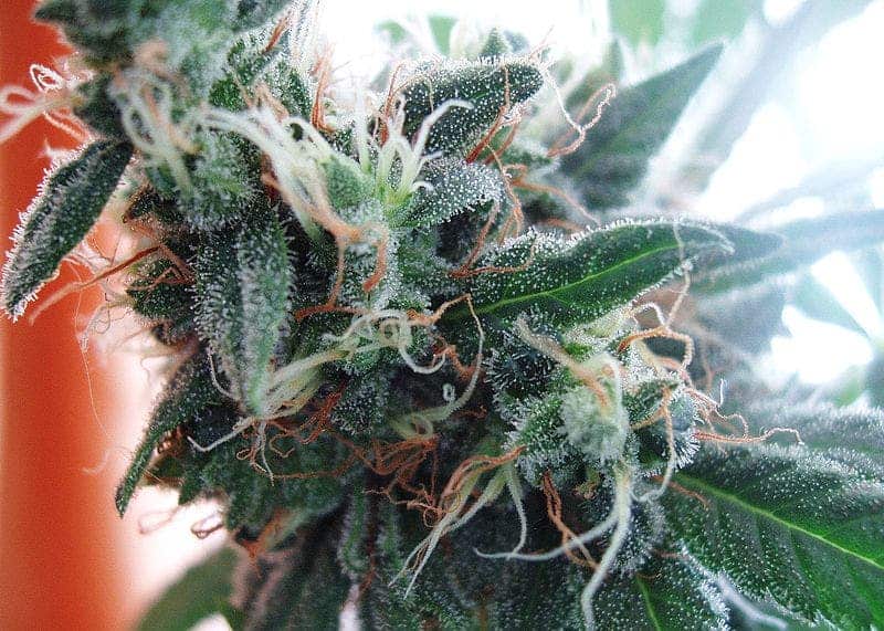 A hybrid Cannabis strain (White Widow) flower coated with trichomes, which contain more THC than any other part of the plant. Image via Wikipedia.