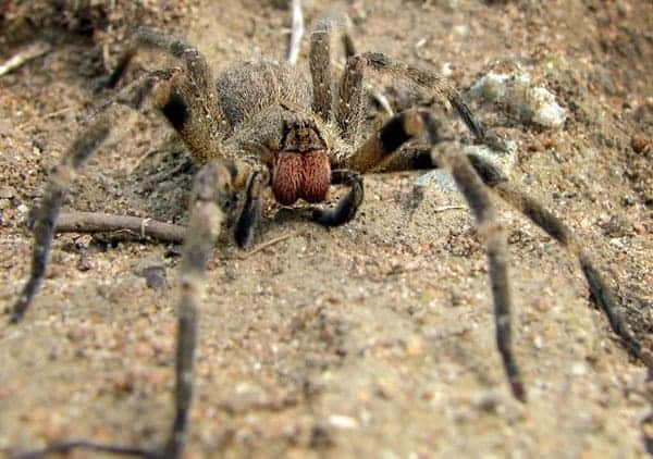 Spider venom may be crucial in alleviating chronic pain - something which affects 20% of all people. Image via Wiki Commons.