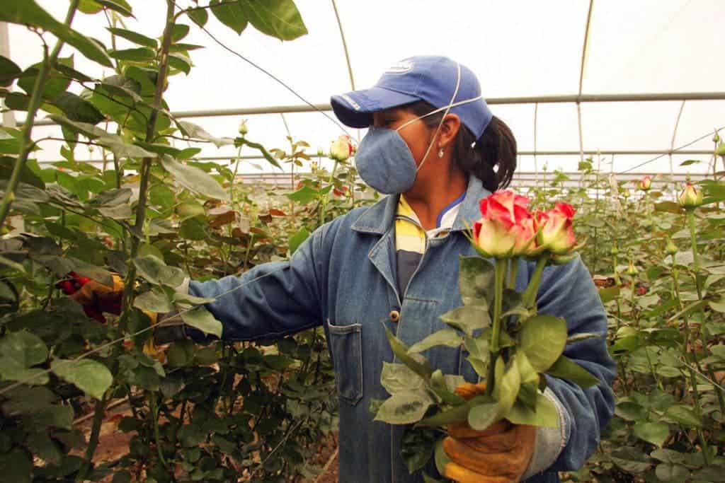 Ecuador’s flower business employs about 50,000 people on about 550 farms across the country and is indirectly responsible for 110,000 jobs. The country ships $120 million in flowers in advance of Valentine’s Day alone, experts say. Image: Getty