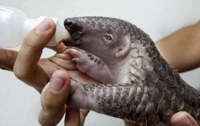 One of the few pangolin's born in captivity.  This  female Pangolin, named “Gung-wu”, was born at the Taipei Zoo. 