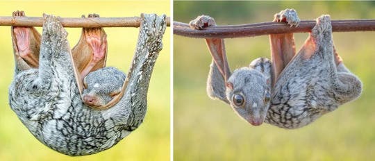 Colugo (flying lemur): the most accomplished and cutest mammalian glider