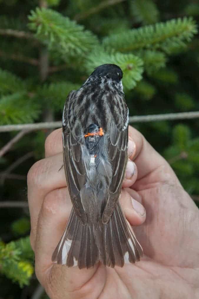 One of the birds with a geolocator. These were retrieved after the bird took arrived at its destination. CREDIT: VERMONT CENTER FOR ECOSTUDIES