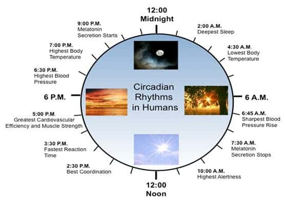 internal body clock