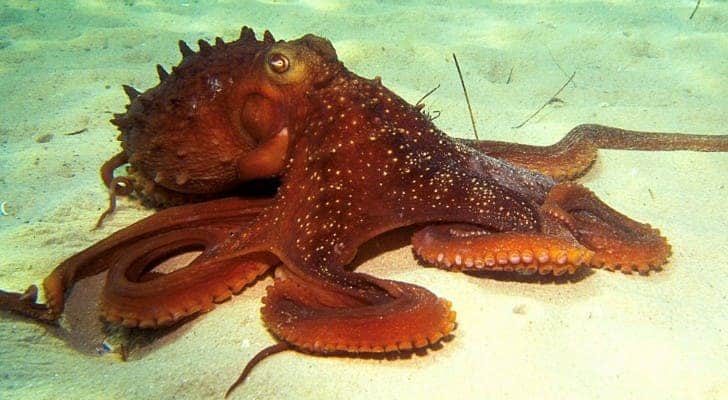 octopus arms