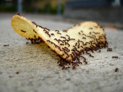 ants-love-Junk-Food