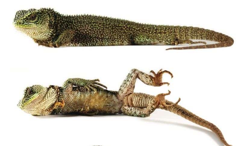 The newly discovered rough-scaled woodlizard has a more traditional dragonesque look. (Torres-Carvajal et al.)