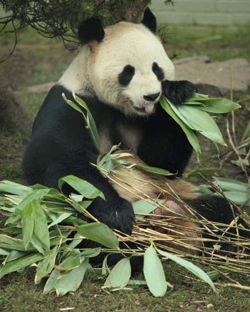 Panda poo shows they shouldn't munch on bamboo so much
