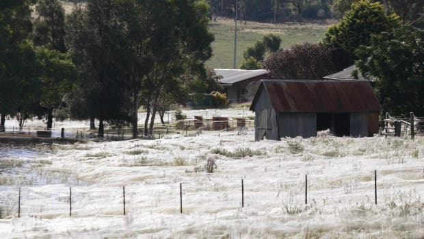 A home surrounded by spiderwebs as floodwaters rise around Wagga Wagga in 2012. Source: SMH.