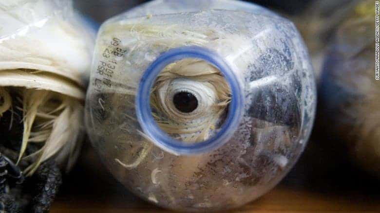 Cuckatoos are being smuggled in plastic water bottles. Image via CNN.