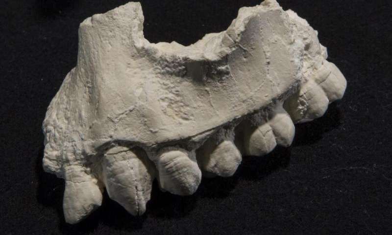 Cast of the holotype upper jaw of Australopithecus deyiremeda. Credit: Laura Dempsey