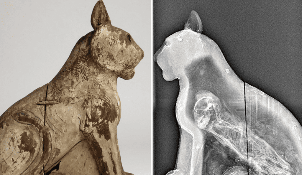 A mummified cat in a wooden casing. This is considered a rare sight, considering only a third of all animal mummies actually contain the remains of an animal. Image: University of Manchester