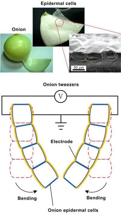 Schematic details the process of transforming onion skin cells into muscles. Image: Shih Lab, National Taiwan University.