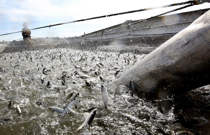 Young salmon are loaded into a barge Wednesday at Mare Island, California. They have been trucked from the Coleman National Fish Hatchery near Anderson and placed onto the barge that will float them into San Pablo Bay to be released. Source:  Rich Pedroncelli / Associated Press