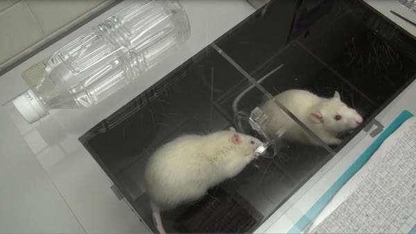 "Don't worry, buddy! I'll fix this." Image: SATO, N. ET AL., ANIMAL COGNITION (2015)