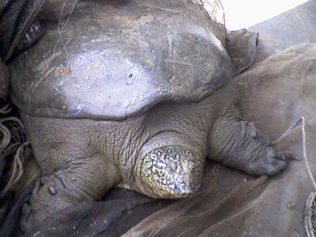 one of the four surviving Yangtze Turtles.