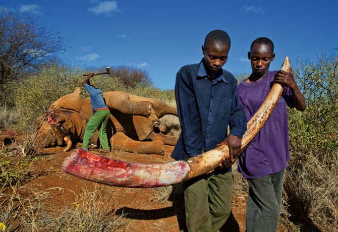 To keep the ivory from the black market, a plainclothes ranger hacks the tusks off a bull elephant killed illegally in Kenya’s Amboseli National Park. In the first half of this year six park rangers died protecting Kenya’s elephants; meanwhile, rangers killed 23 poachers. Photograph by Brent Stirton
