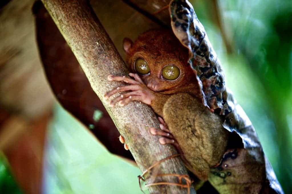 Photo and caption by Bonnie Stewart /National Geographic Traveler Photo ContestThe little tarsier, nicely nestled in a leaf, suddenly opens its eyes!  They are nocturnal so what a surprise.  These tiny primates (3 to 6 inches) are found only in the Philippines and most of them are in sanctuaries.  This one was in a sanctuary in Bohol Island.