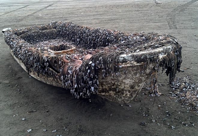 Just one of the boats that the 2011 tsunami sent to the Washington coast. Image via Komonews.