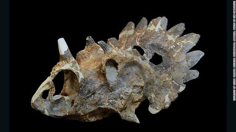 The skull of Regaliceratops peterhewsi. Photo by Sue Sabrowski