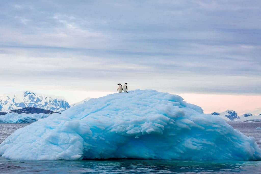 Photo and caption by David Menaker /National Geographic Traveler Photo ContestWhile touring the waterways along the Antarctic Peninsula, we saw two Adelie Penguins watching their surroundings from the top of an Iceberg