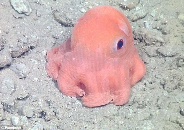 This cute flapjack octopus can survive at depths over 1000 feet.