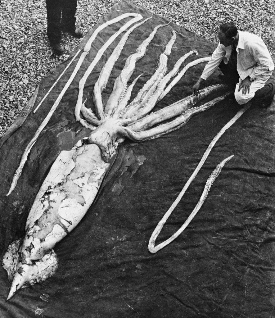 Examination of a 9 m (30 ft) giant squid, the second largest cephalopod, that washed ashore in Norway.